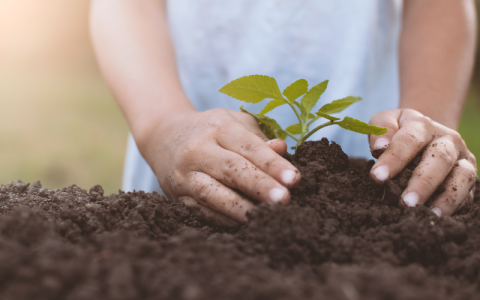 A pair of young persons hands tends to a seedling, in a pile of earth
