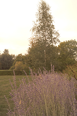 Sepia-tone parkland with trees