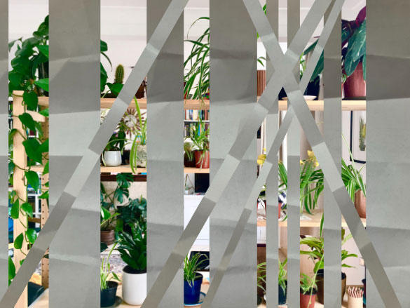Picture of shelves of houseplants partially covered with grey stripes