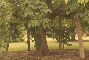 An ancient tree is supported by wooden beams