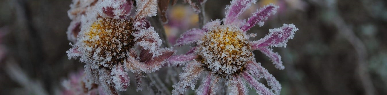 frost on dead flowers