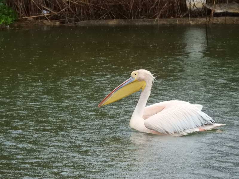 a photo of a pelican floating on a water surface