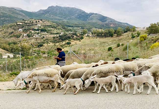 a shepherd leading his sheep on a road