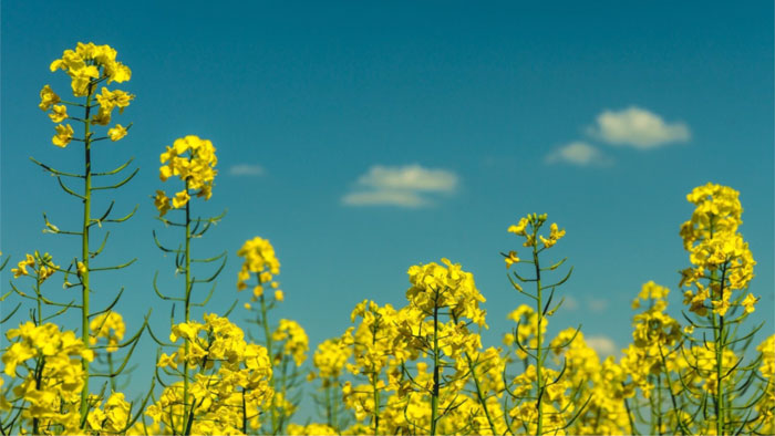 a close up of rapeseed flowers against a blue sky