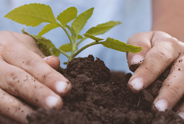 A pair of hands planting a green seedling in soil.