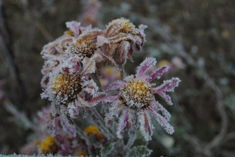 Pink daisies covered in frost