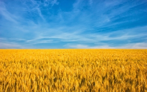 A picture of golden meadow and blue sky above it, resembling the Ukraine flag. 