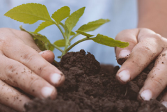 two child hands potting a plant